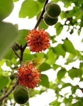 توت کاغذی